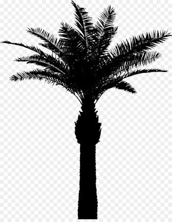 Asian palmyra palm Babassu Date palm Palm trees Silhouette -  