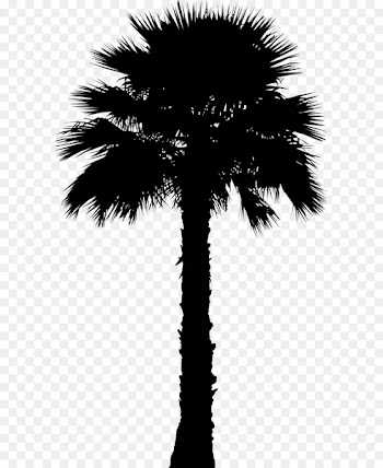Asian palmyra palm Clip art Coconut Palm trees Portable Network Graphics -  