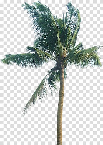 Asian palmyra palm Coconut Arecaceae Fruit, Cocos nucifera transparent background PNG clipart