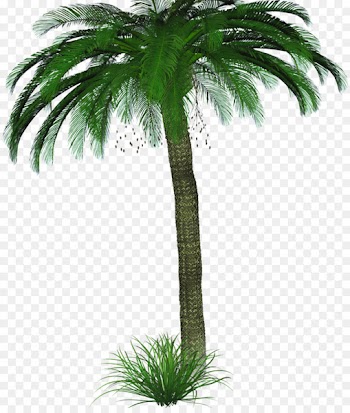 Asian palmyra palm Coconut Palm trees GIF - coconut 
