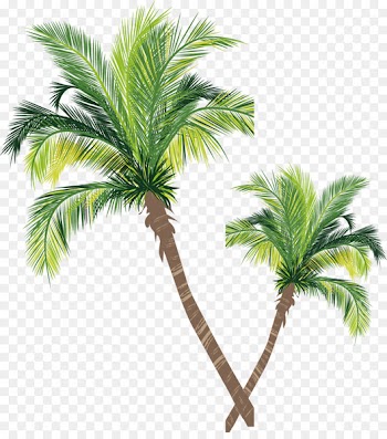 Asian palmyra palm Coconut Tree Euclidean vector - Coconut tree vector material 