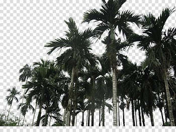 Asian palmyra palm Coconut Wanning Arecaceae, Coconut trees transparent background PNG clipart