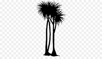 Asian palmyra palm Date palm Flower Palm trees Plant stem -  