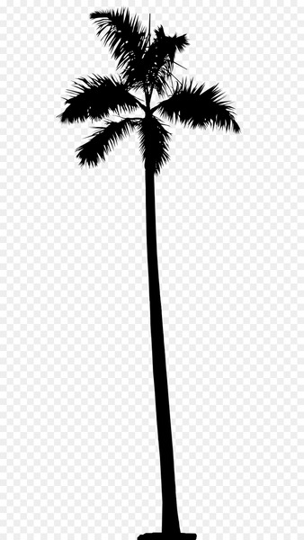 Asian palmyra palm Date palm Leaf Palm trees Plant stem -  