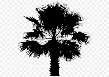 Asian palmyra palm Date palm Leaf Palm trees Silhouette -  