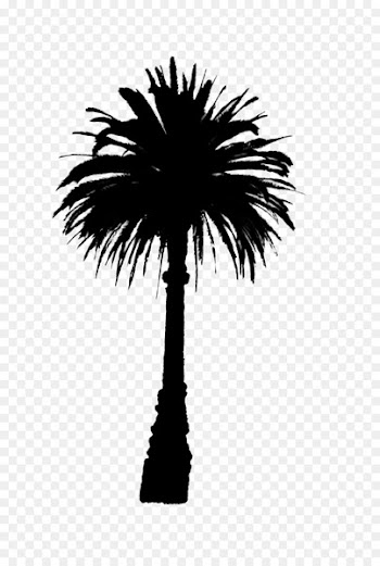Asian palmyra palm Date palm Line Palm trees Silhouette -  