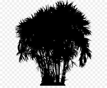 Asian palmyra palm Date palm Palm trees Silhouette Sky -  