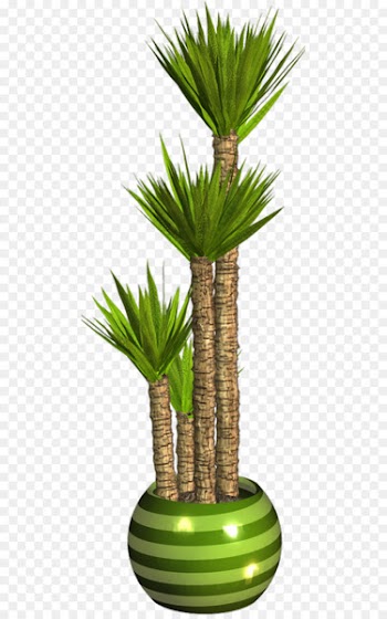 Asian palmyra palm Flowerpot Palm trees Houseplant Plants - plants 