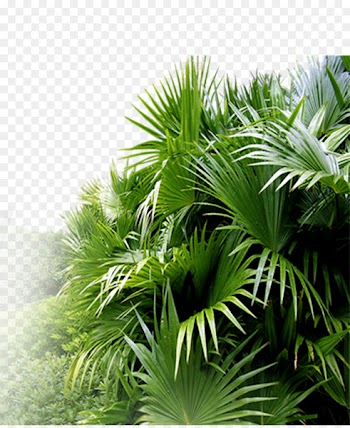 Asian palmyra palm Leaf Ornamental plant Horticulture - Plant Gardening 