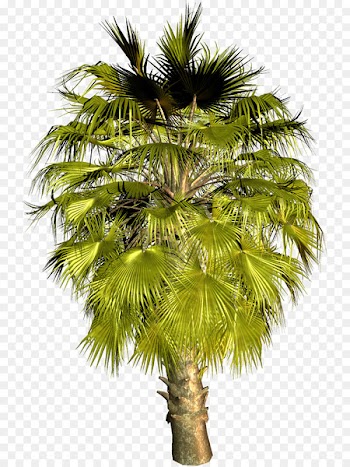 Asian palmyra palm Palm trees Coconut Babassu Areca palm - coconut 