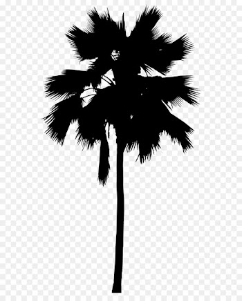 Asian palmyra palm Palm trees Leaf Line Silhouette -  