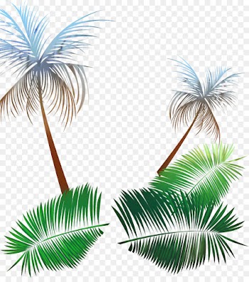 Asian Palmyra Palm, Palm Trees, Leaf, Sabal Palmetto, Tree PNG