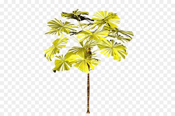 Asian palmyra palm Palm trees Plants Branch - vegetation watercolor 