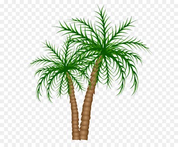 Asian palmyra palm Text Branch Date palm Leaf - Palm Trees PNG Clipart Picture 