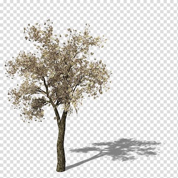 Asian pear Pear tomato, Yellow pear tree transparent background PNG clipart
