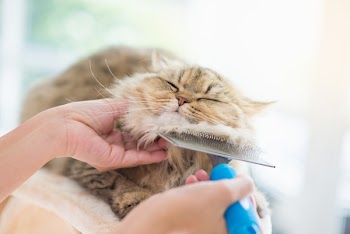 Asian woman using a comb brush the Persian cat