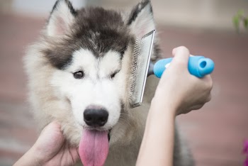 Asian woman using a comb brush the siberian husky puppy