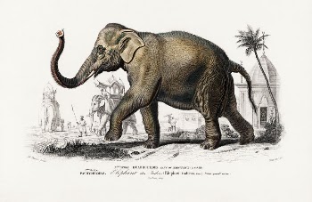 Asiatic elephant (Elephas maximus) indicus | Free Photo Illustration - rawpixel