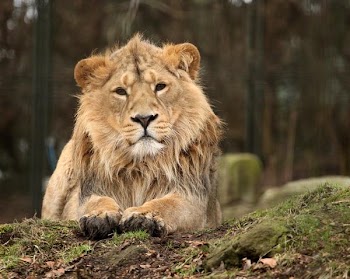 asiatic_lion.jpg