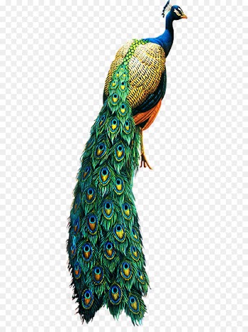 Asiatic peafowl Bird Clip art - peacock 
