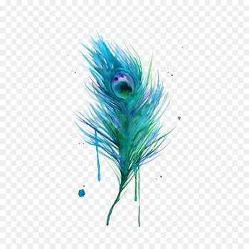 Asiatic peafowl Feather Bird Clip art - Peacock feather 