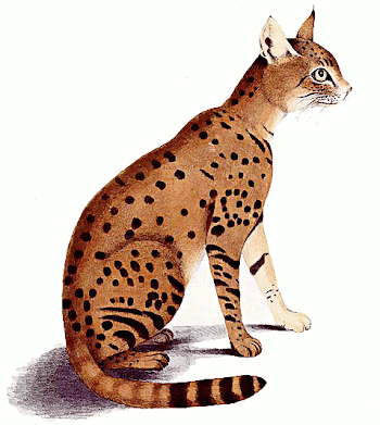 Asiatic Wildcat - /animals/wild_cats/wild_cat/Asiatic_Wildcat.png.html