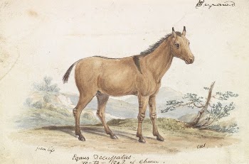 Asinus Hippagrus The Yo-To-Tze by Charles | Free Photo - rawpixel