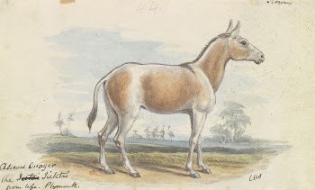 Asinus Onager Horse by Charles | Free Photo - rawpixel