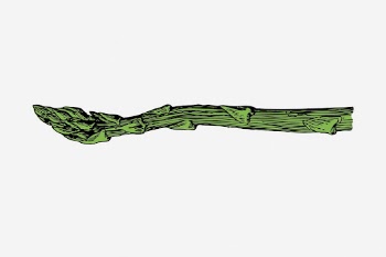 Asparagus clipart, vegetable vintage illustration | Free Vector - rawpixel