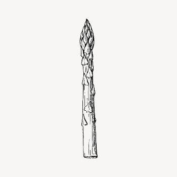 Asparagus clipart, vintage illustration vector. | Free Vector Illustration - rawpixel