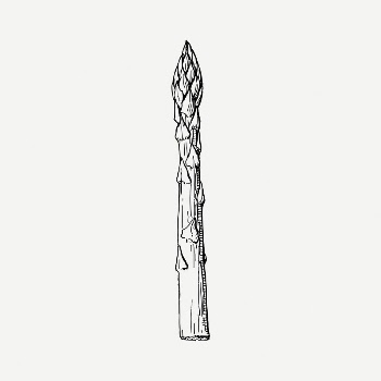 Asparagus collage element, black & | Free PSD Illustration - rawpixel