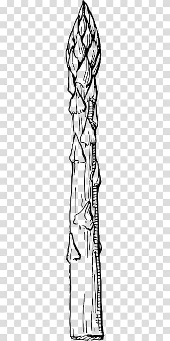 Asparagus Drawing Vegetable , vegetable transparent background PNG clipart