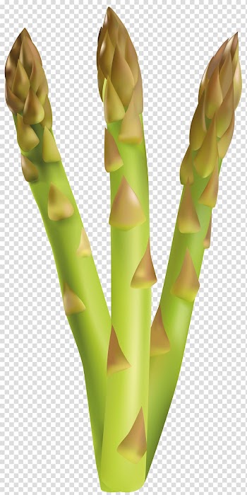 Asparagus falcatus Vegetable , vegetables transparent background PNG clipart