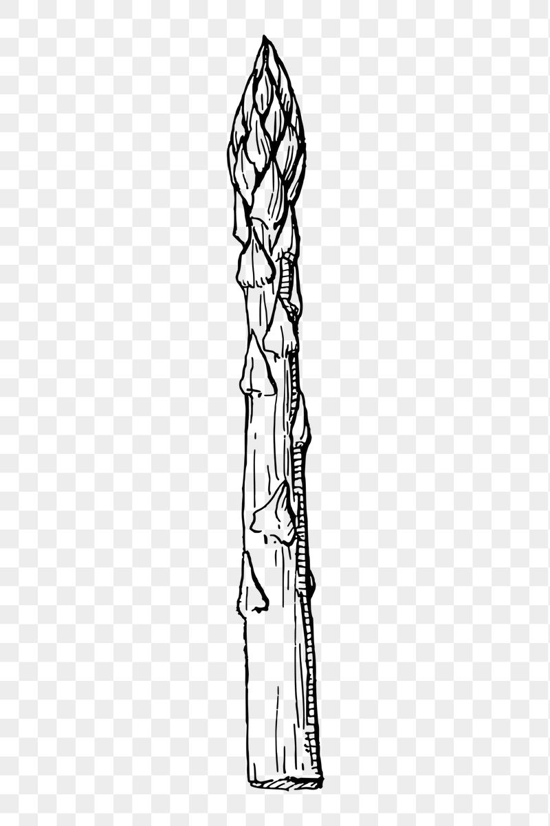 Asparagus png sticker illustration, transparent | Free PNG - rawpixel