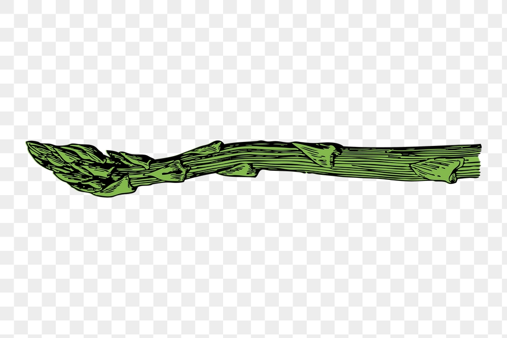 Asparagus png sticker, vegetable vintage | Free PNG - rawpixel
