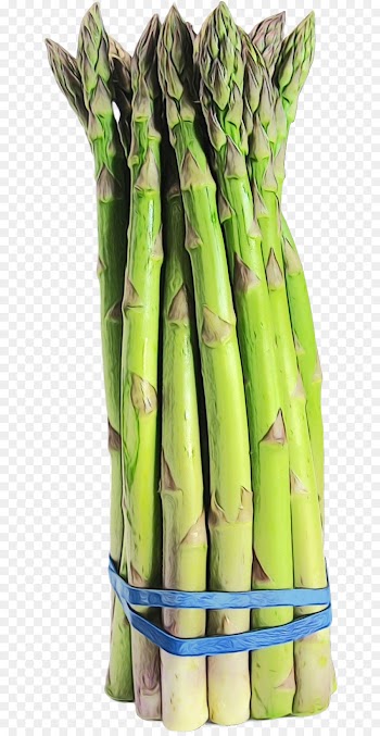 asparagus vegetable bamboo shoot plant food