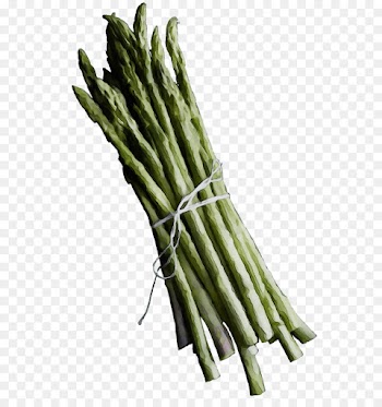 asparagus vegetable plant asparagus prussian asparagus