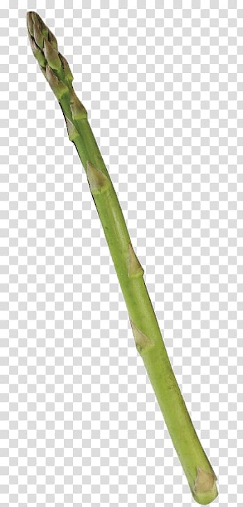Asparagus vegetable, Single Asparagus transparent background PNG clipart