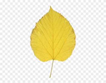 Aspen Leaf Clip Art Clipart - Aspen Leaf Transparent Background