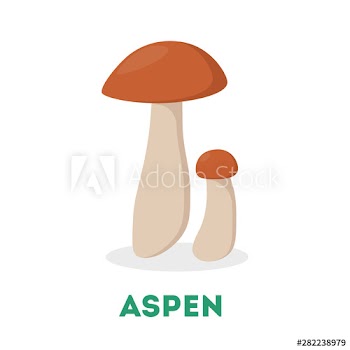 Aspen mushroom