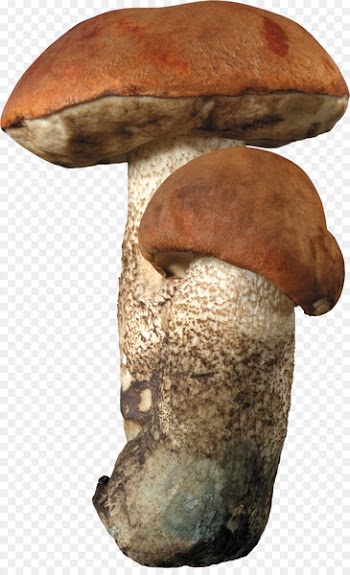 Aspen mushroom Brown cap boletus Fungus Edible mushroom - mushrooms 