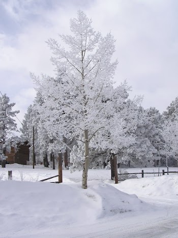 ASPEN_SNOW_COVERED.jpg
