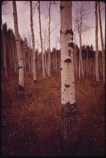 Aspen Trees Along East Rifle | Free Photo - rawpixel
