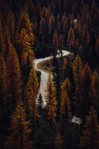 Asphalt Road Between Brown Trees