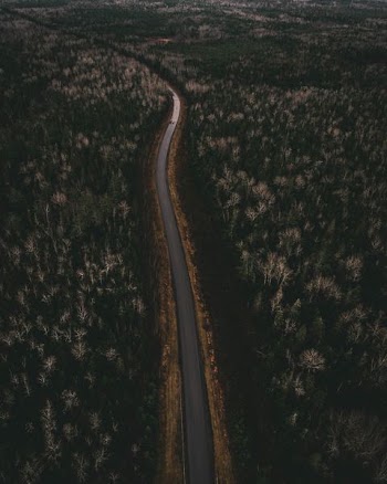 asphalt road between forests