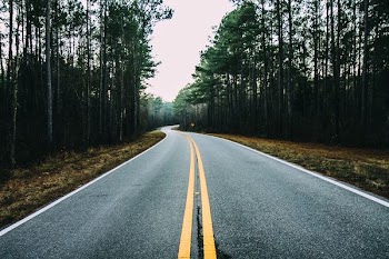 asphalt road between green trees