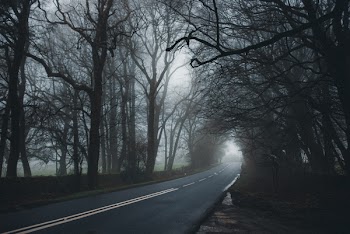 Asphalt Road Between Tall Trees