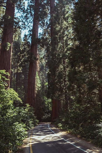Asphalt Road Between Trees