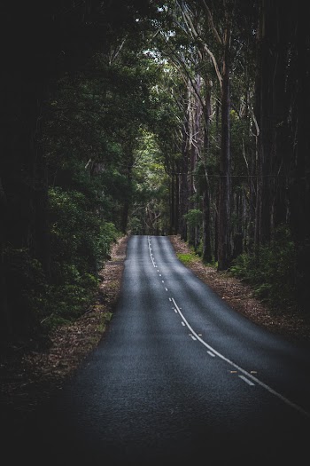 Asphalt Road Between Trees