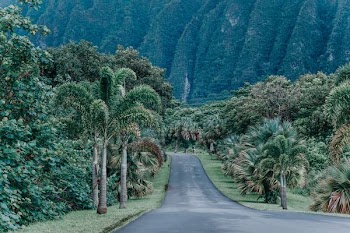 asphalt road between trees near mountain during daytime